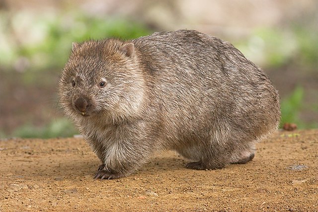 A common wombat standing on the forest floor